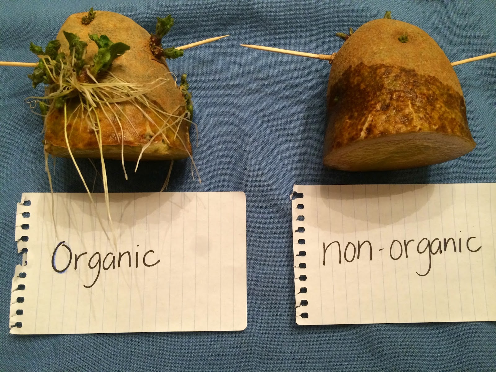 Organic Potatoes are Better for You, Research Shows
