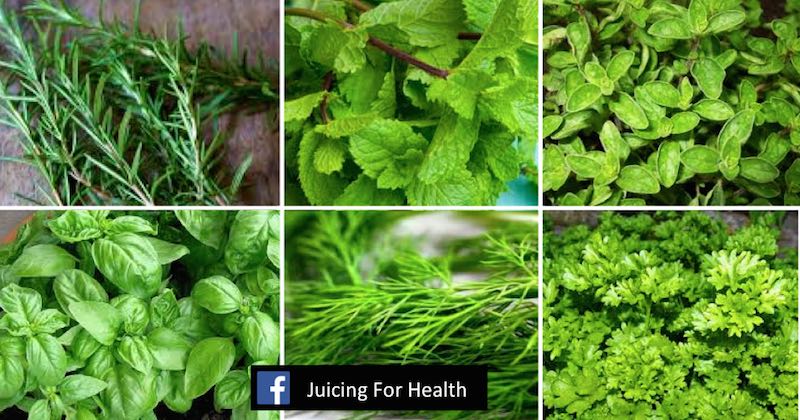 Top 10 healing herbs you need for any ailments