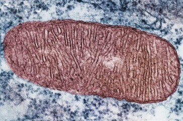 Basic holistic nutrition - mitochondrion in a cell