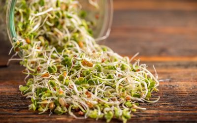 Consume Broccoli Sprout Juice That Contains More Sulforaphane In Fighting Cancer