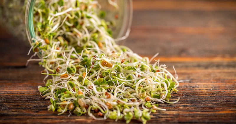 health benefits of alfalfa sprouts