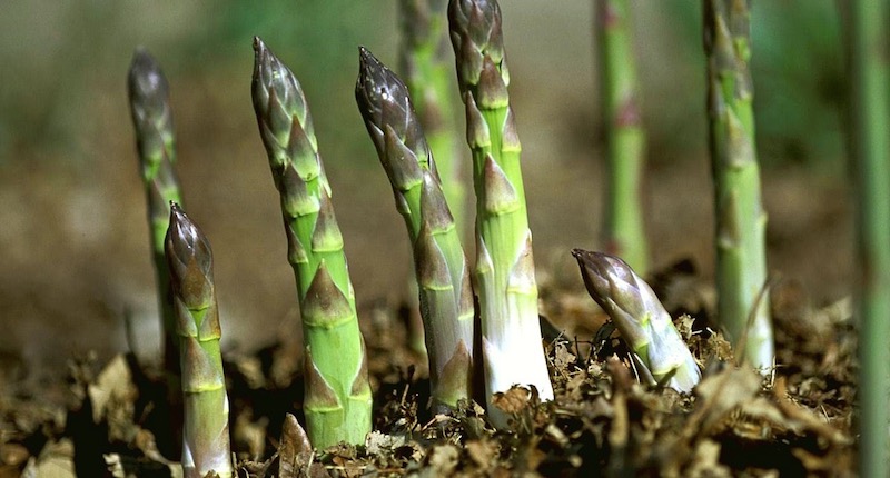 Asparagus Is A Highly Alkaline Food For Scrubbing Out The Kidneys, Bladder