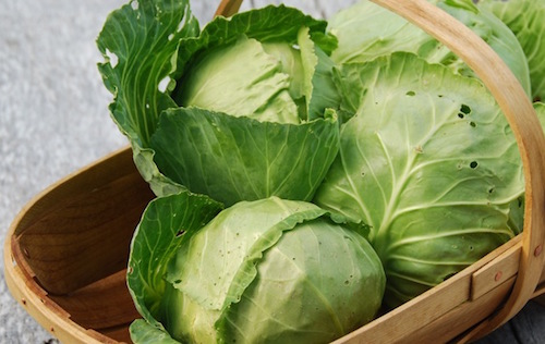 health benefits of cabbage