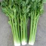 Celery Reduces Hypertension, Cleanses Kidneys, Relieves Arthritis And Gout Pains!