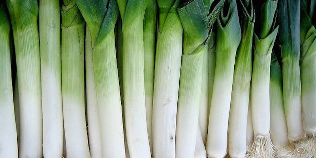 Leek Fights Anemia, Purifies Blood, Improves Brain Functions And Nervous System
