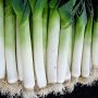 Leek Fights Anemia, Purifies Blood, Improves Brain Functions And Nervous System