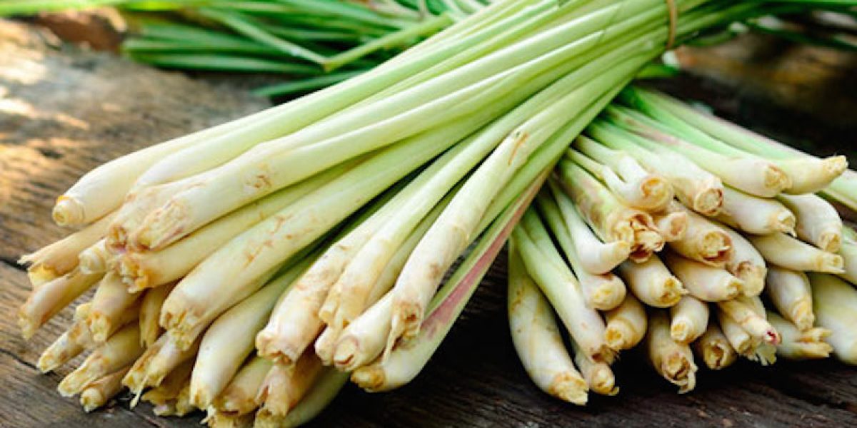 Use Lemongrass To Kill Bacterial, Fungal And Yeast Infections