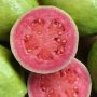 Guava Contains 4x More Vitamin C Than An Average Orange