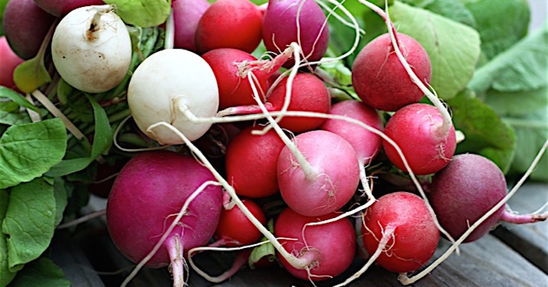 health benefits of radish