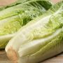 Lettuce Is An Excellent Food To Be Added For Juicing Or Eaten Raw