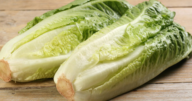 romaine lettuce