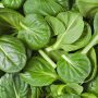 Important Reasons You Should Include Spinach In Your Diet