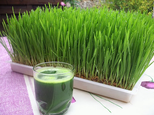 health benefits of wheatgrass juice