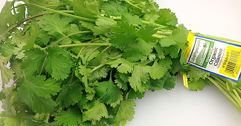 cilantro pills benefits