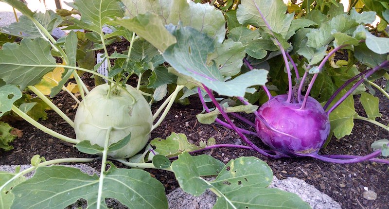 health benefits of kohlrabi