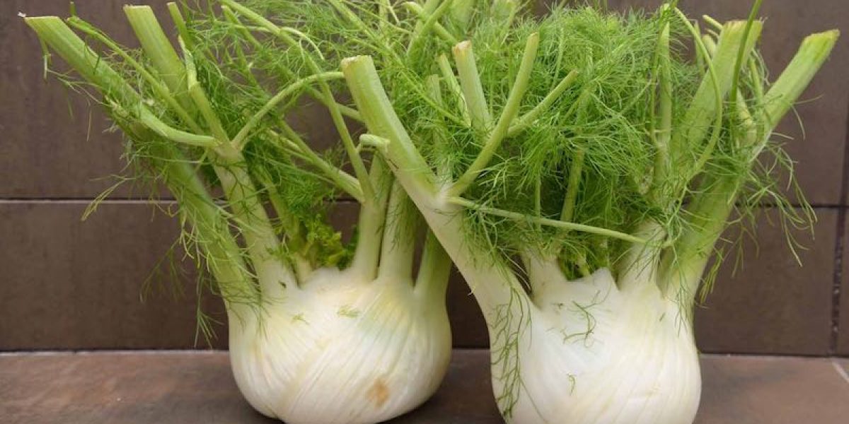 Eat Fennel Bulbs To Kick Anemia, Heal Gut Issues, And Reduce Water Retention