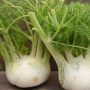 Eat Fennel Bulbs To Kick Anemia, Heal Gut Issues, And Reduce Water Retention