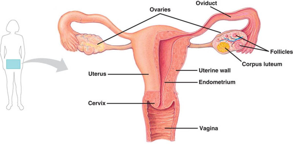 Guide To Balancing Hormone Levels At Every Stage Of Your Womanhood