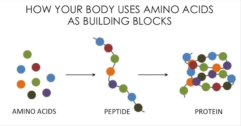 Proteins are chains of amino acids strung together