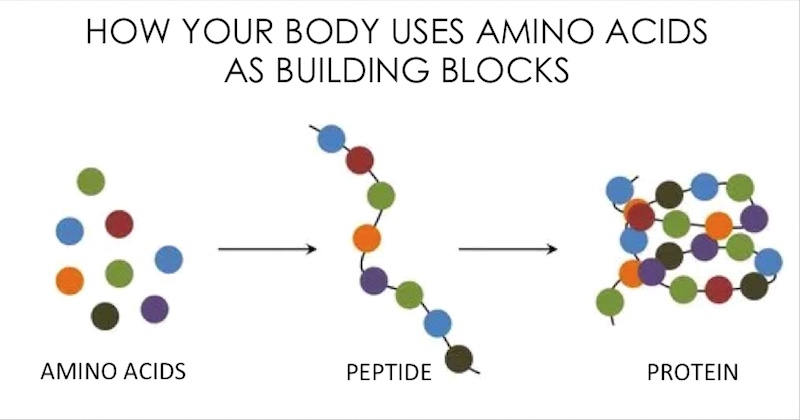 amino-acids-and-proteins-all-you-need-to-know-about-best-protein