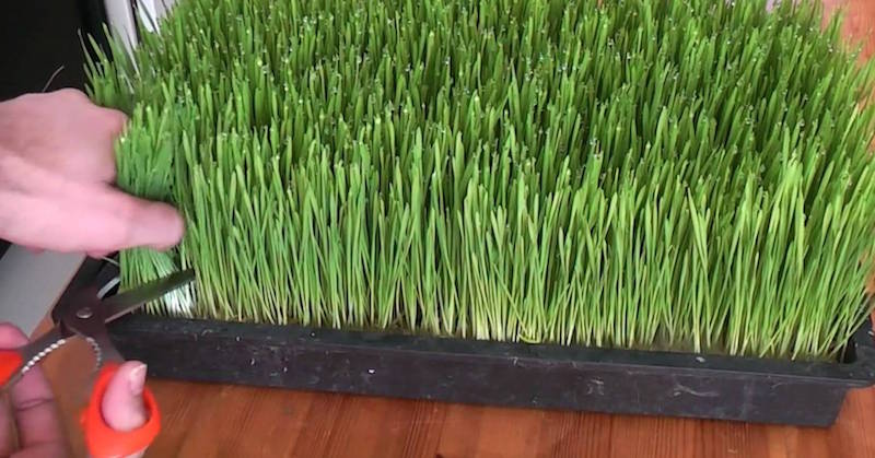 How To Grow Wheatgrass At Home For Your Endless Juicing Supply