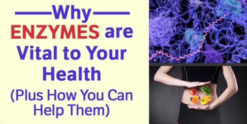 What Are Enzymes, Types Of Enzymes, And Why You Need Them