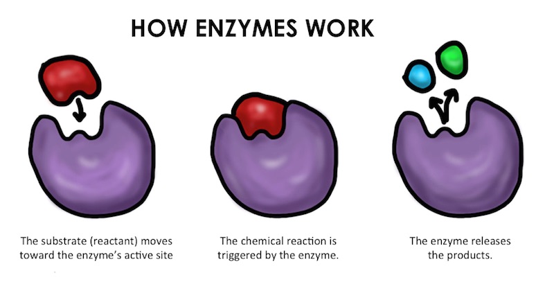 what are enzymes and how enzymes work