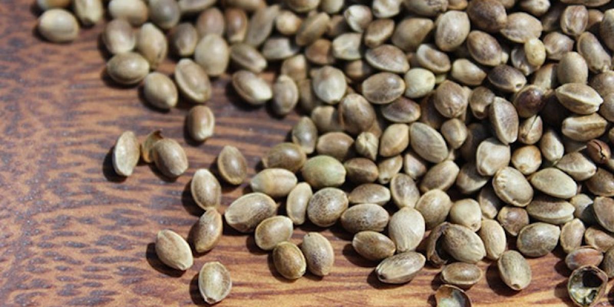 Hemp Seeds Are the Most Amazing Seeds in the World. Here's Why