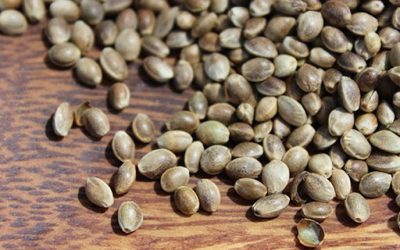 Hemp Seeds Are the Most Amazing Seeds in the World. Here's Why