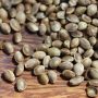 Hemp Seeds Are the Most Amazing Seeds in the World. Here's Why