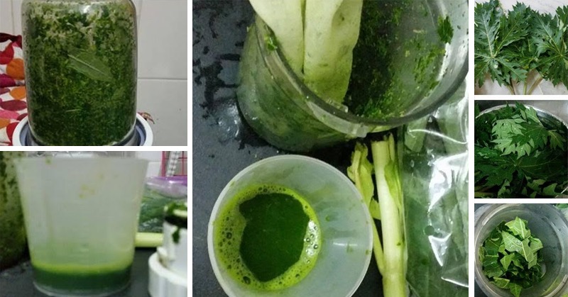extract papaya leaf juice