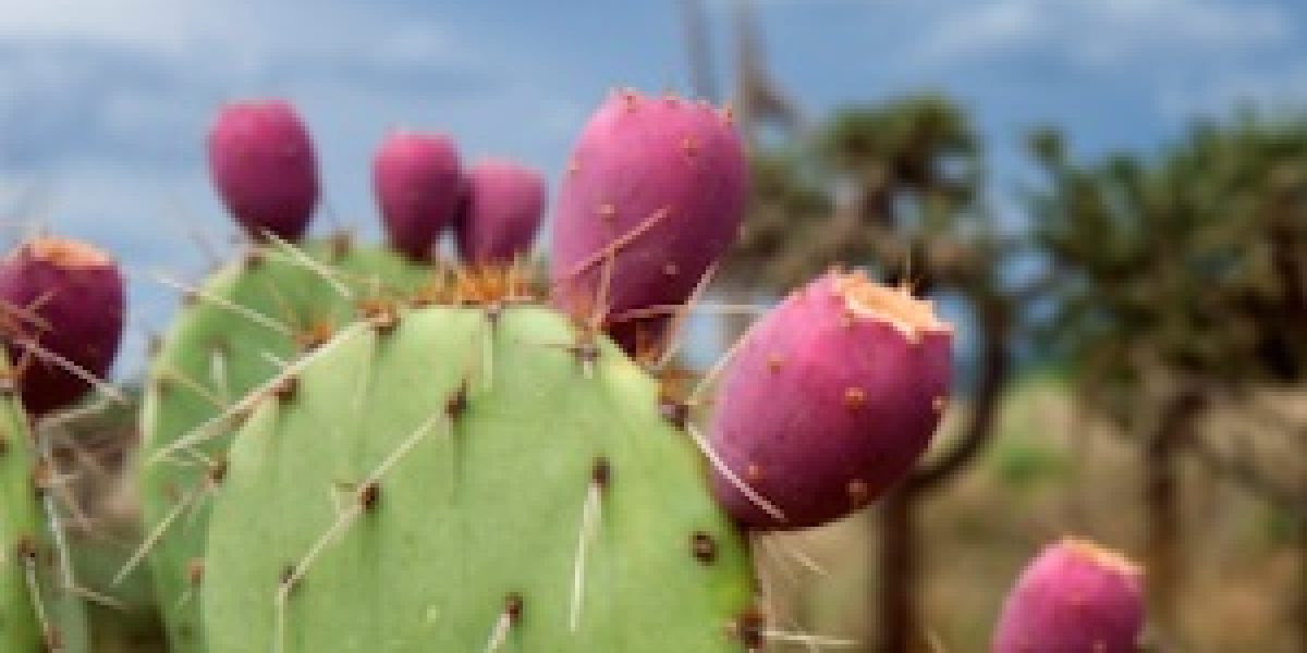 Which Is Better For You: Coconut Water vs. Cactus Water