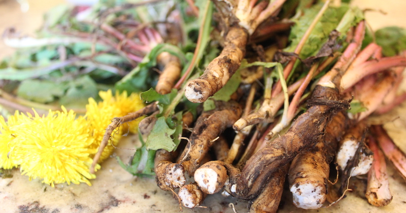 dandelion root