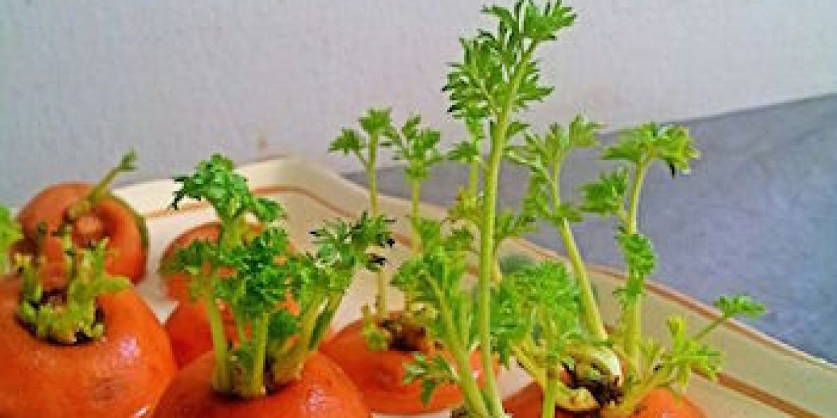 9 Foods You Can Buy Once And Regrow Forever!