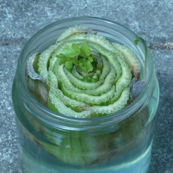 grow-celery