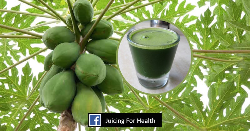 papaya leaf juice