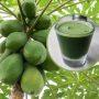 Health Benefits of Papaya Leaf Juice