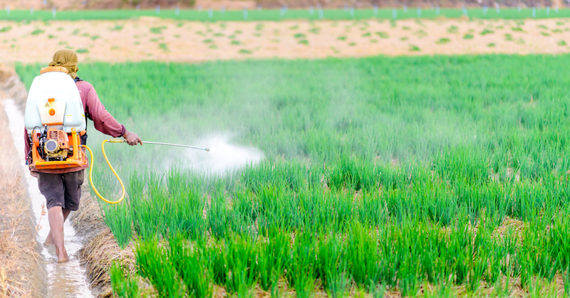 about insecticides and pesticides