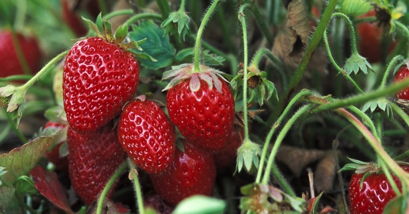 strawberries