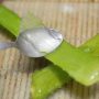 Amazing Reasons Why Aloe Vera Is A Miracle Medicinal Plant That Works Better Than Any Store-Bought Solutions