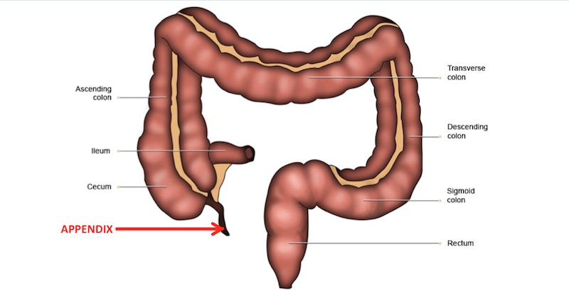 Functions Of The Appendix It Is Useful After All   Appendix 