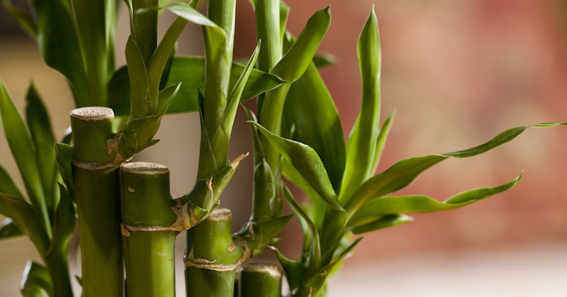 bamboo plant indoor