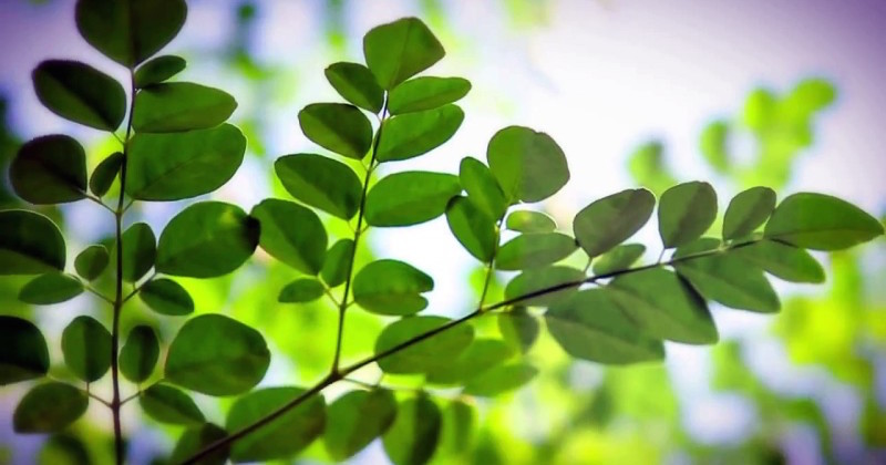 moringa oleifera kills cancer cells