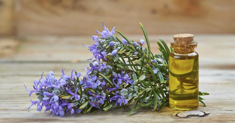 rosemary essential oil boosts memory retention