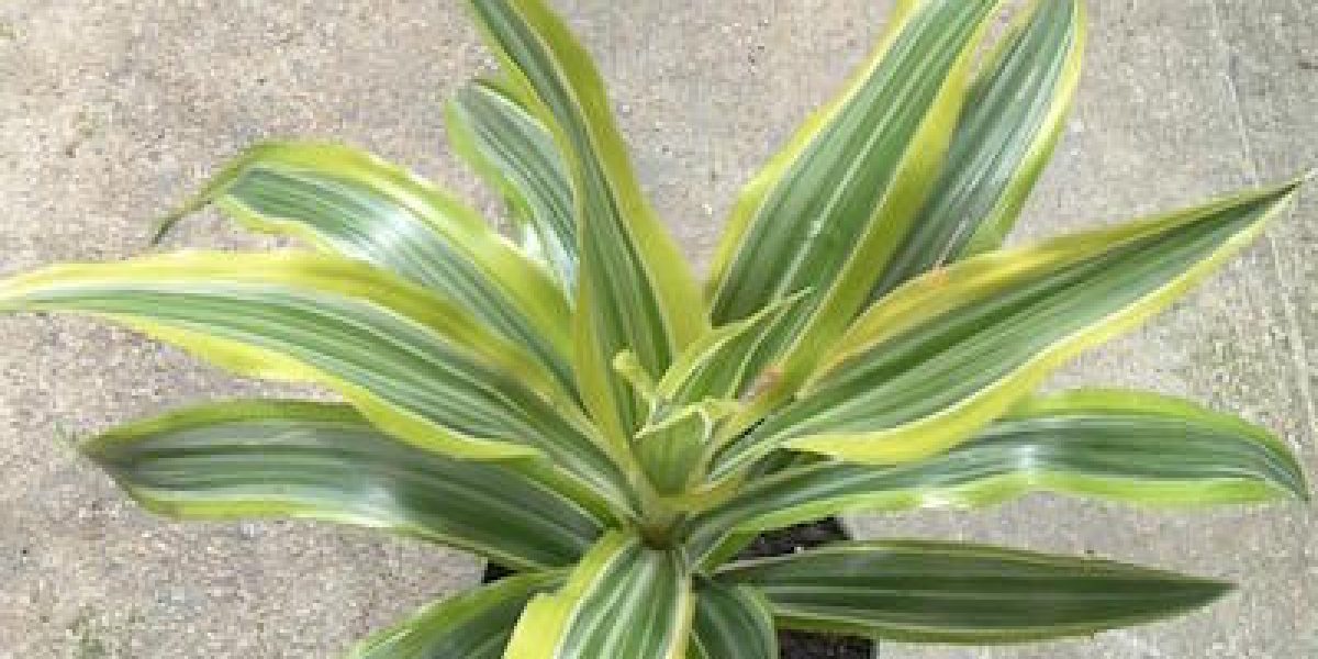 10 Easy Houseplants That Absorb Toxins From The Air So That You Don't Have To