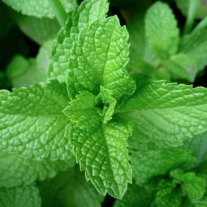 anti-inflammatory herbs