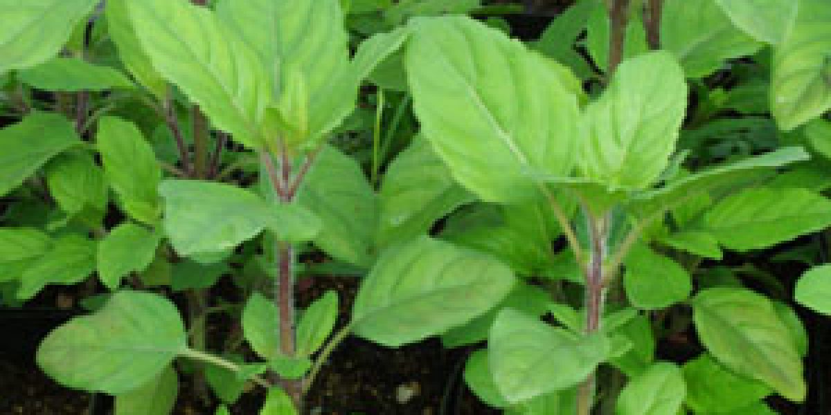 How An Ancient Herb Might Be A Powerful Anti-Cancer Solution