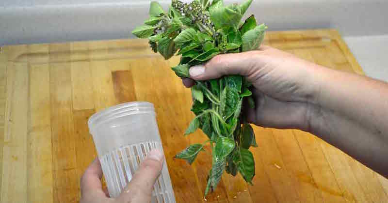 making tulsi tea