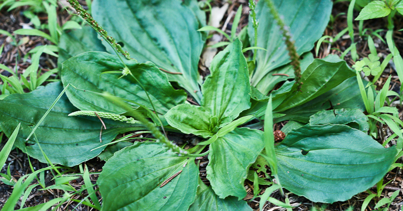 weeds that are medicinal herbs