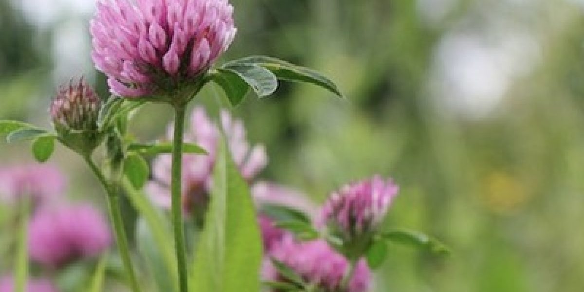 5 Plants You Thought Were Weeds Growing In Your Backyard May Be Cancer-Fighting Herbs!